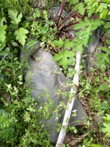 IMG_1098.JPG