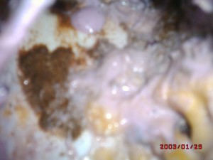 DSCK0039.JPG