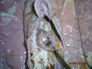DSCK0046.JPG