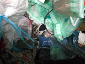 Ich räumte ein bisschen Mülltüten beiseite und ganz tief im Dreck und teilweise unter Glasscherben liegend Laufschuhe.