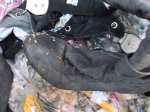 Diese Stiefelspitze steckte tief im Müllsiff und war durchfeuchtet mit Müllbrühe. Da fühlen sich die Maden offensichtlich wohl drauf. Ein paar wenige hatten es sogar ins Stiefelinnere geschafft. Hätten die Stiefel länger im Müll gelegen ... !