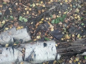 20131001_170154.jpg (174.06 KiB) 15676 mal betrachtet Anfang des Jahres stand hier noch 40 cm hoch das Wasser.