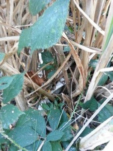 20131001_171423.jpg (112.46 KiB) 15676 mal betrachtet die beiden sind auch wieder aus dem Moor aufgetaucht. Sehen nicht mehr so sauber aus.