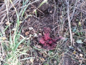 20131001_171602.jpg (195.1 KiB) 15676 mal betrachtet nicht mehr viel da von dem Top.