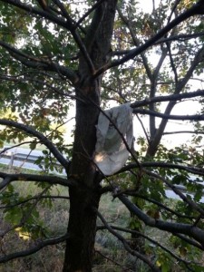 der Rock war vom Baum gefallen und hing unten in den Ästen