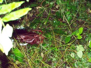 100_5279a.jpg