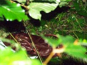 100_5282a.jpg