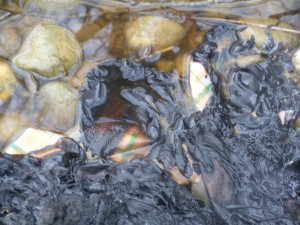 Unbenannt5.jpg (739.45 KiB) 9404 mal betrachtet Die Pfütze konnte ein paar Stoffreste retten