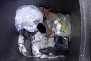 Kaum lagen die Buffalos in unserer Mülltonne, hat eine andere Frau ihre Dreckschüppe leergekippt.