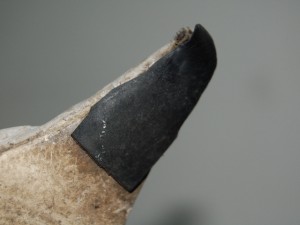 SSC_0547.JPG