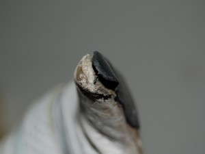 SSC_0551.JPG