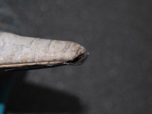 SSC_0546.JPG