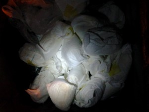 Foto0317.jpg