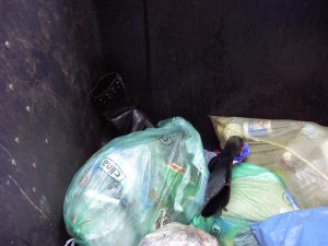 Ich hörte noch das Poltern vom Reinschmeißen, sonst hätte ich nie in einen gerade geleerten Container geguckt.