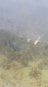 2016-05-14 18.32.23.jpg (238.08 KiB) 24050 mal betrachtet Converse stiefel