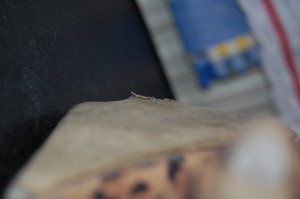 DSC_0732.JPG