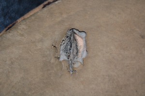 DSC_0745.JPG