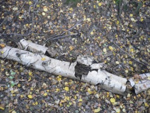 P1080426.JPG (468.7 KiB) 15018 mal betrachtet alles gut getarnt