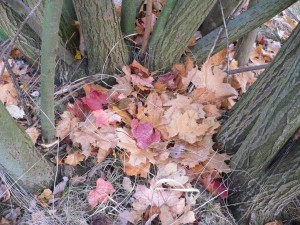 P1080428.JPG (572.2 KiB) 15018 mal betrachtet nachher