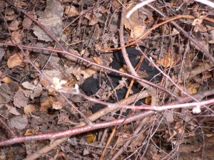 P1080550.JPG (1.48 MiB) 14513 mal betrachtet Hose