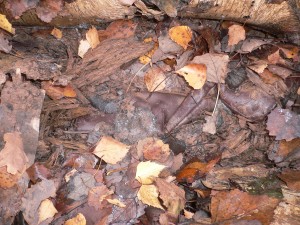 P1080553.JPG (1.46 MiB) 14543 mal betrachtet Stiefel