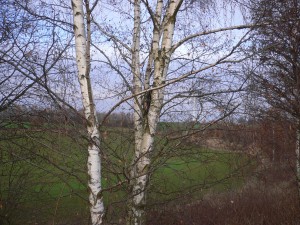 P1080559.JPG (1.55 MiB) 14543 mal betrachtet was hängt denn da?