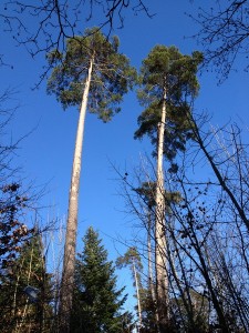 das blaue vom himmel...