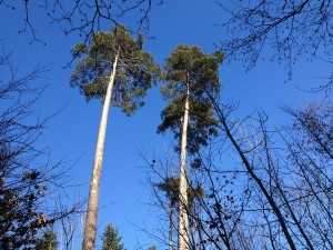 und bäume wachsen doch in den himmel...